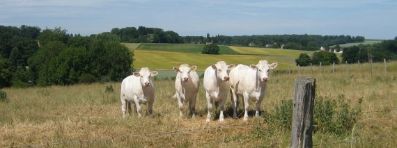vaches dans un champs